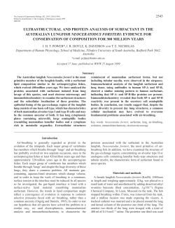 Lungs, air breathing. - Journal of Experimental Biology