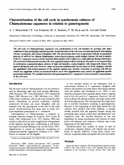 Characterization of the cell cycle in synchronous
