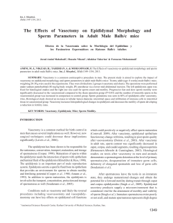 The Effects of Vasectomy on Epididymal Morphology and Sperm