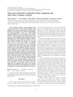 Tissue and Cell-Specific Localization of Rice Aquaporins