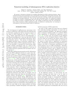 Numerical modeling of inhomogeneous DNA replication kinetics