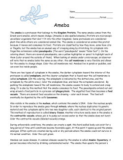 amoeba color page
