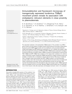 Immunodetection and fluorescent microscopy of transgenically