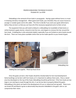 Proper Disbudding Technique in Goats