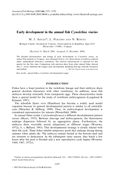 Early development in the annual fish Cynolebias viarius
