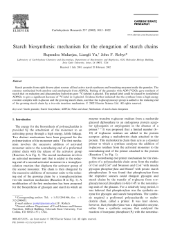 Starch biosynthesis: mechanism for the elongation of starch chains