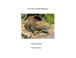 The Eye of the Platypus