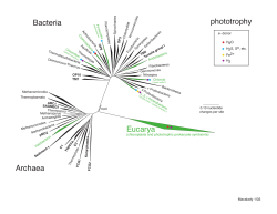 phototroph taxonomy