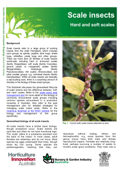 Scale Insects pdf 373 KB