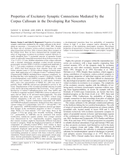 Properties of Excitatory Synaptic Connections Mediated by the
