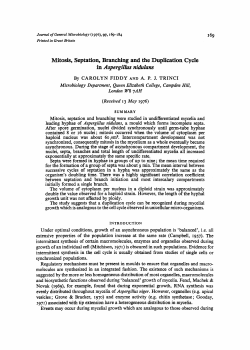 Mitosis, Septation, Branching and the Duplication