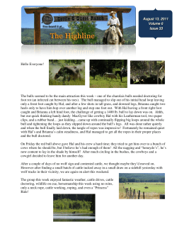 Hello Everyone! The bulls seemed to be the main attraction thi foot