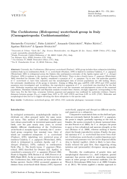 The Cochlostoma (Holcopoma) westerlundi group in Italy