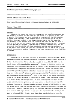 Specific cleavage of ribosomal RNA caused by alpha sarcin