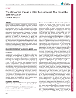 The ctenophore lineage is older than sponges? That cannot be right