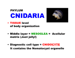 PHYLUM CNIDARIA