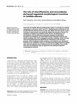 in Candida albicans