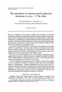 The maturation of cortisone-treated embryonic duodenum in vitro. I
