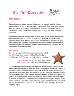 Starfish Dissection Guide