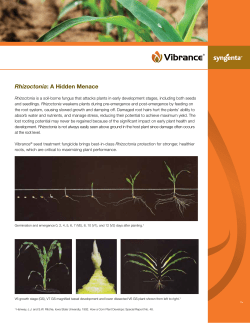 Rhizoctonia: A Hidden Menace