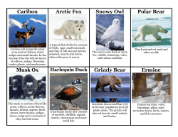Caribou Arctic Fox Snowy Owl Polar Bear