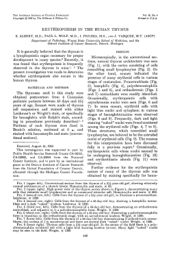 ERYTHROPOIESIS IN THE HUMAN THYMUS It is generally