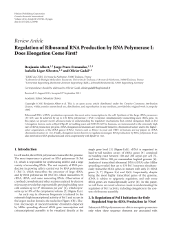 Regulation of Ribosomal RNA Production by RNA Polymerase I