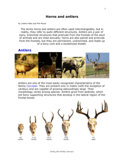 Horns and antlers Antlers