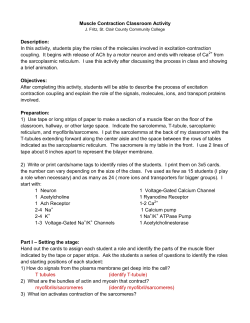Muscle Contraction Classroom Activity Description: In this activity