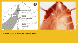 9. Cerebral ganglia at higher magnification.
