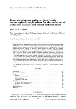 Reversed plumage ontogeny in a female hummingbird: implications