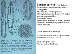 Bacillariophyta&mdash;the diatoms