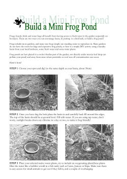 How to build a mini frog pond