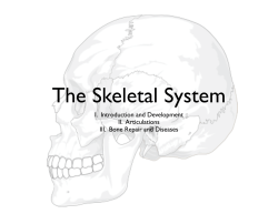 Skeletal System SLIDES