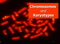 Chromosomes - Issaquah Connect
