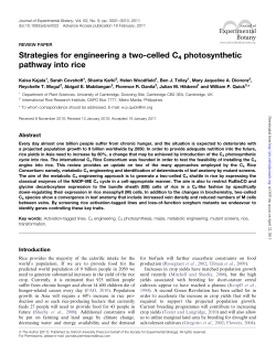 Strategies for engineering a two-celled C4 photosynthetic