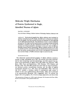 Molecular Weight Distribution of Proteins Synthesized in Single
