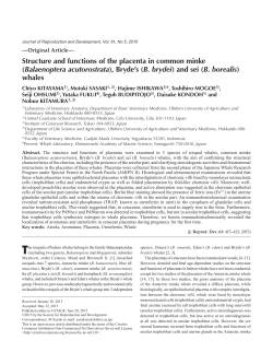 Structure and functions of the placenta in common minke