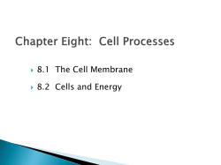 Ch8CellProcessesSection2