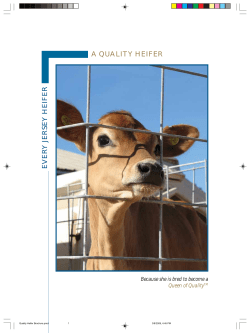 a quality heifer
