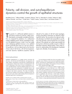 Polarity, cell division, and out-of-equilibrium dynamics control the