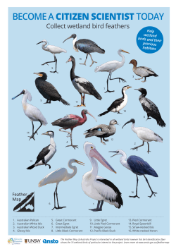 Bird Identification Poster - Feather Map