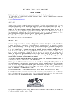 Tetanus - three cases in calves - Veterinarska praksa Teneti&scaron;e doo