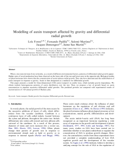 Modelling of auxin transport affected by gravity and differential radial