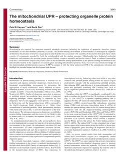 The mitochondrial UPR &ndash; protecting organelle protein homeostasis