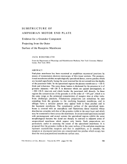 SUBSTRUCTURE OF AMPHIBIAN MOTOR END