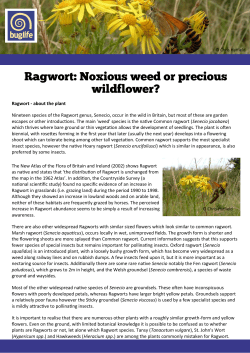 Ragwort - Buglife