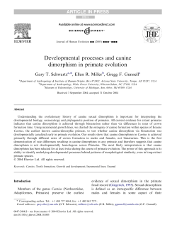 Developmental processes and canine dimorphism in primate evolution