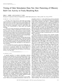 Timing of Odor Stimulation Does Not Alter Patterning of Olfactory