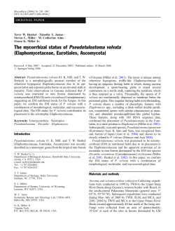 The mycorrhizal status of Pseudotulostoma volvata